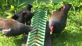 GALLINULE PouledeauNourrissage Jeunes  BRUITX [upl. by Layol699]