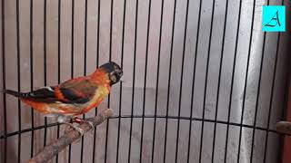 Langsung respon Terapi Burung Red Siskin lelet dan males bunyi [upl. by Basham]