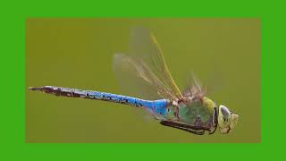 Species Spotlight Green Darner [upl. by Ronyam]