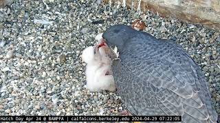 42924 Monday Morning Mourning Dove Breakfast for the Chicks [upl. by Marlena418]