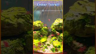 Ember Tetra Tiny Fiery Fish for Stunning Aquascapes fish bengaluru cubbonpark ytshorts nature [upl. by Gelb]