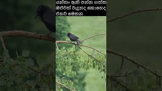 ඇති යන්තං නිසඳැස් කවි Sinhala Nisadas [upl. by Ahrendt5]