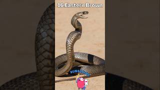 DEADLY snakes unveiled VENOMOUS chronicles pt4 snakes shorts [upl. by Pollie766]