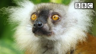 Lemurs get high  Spy in the Wild  BBC [upl. by Llenyl]