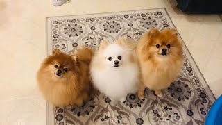 Pomeranian cute dogs Barking and funny dogs bark for treats [upl. by Gaither63]