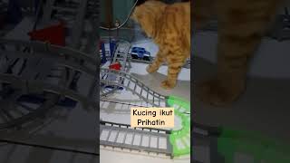 Kucing ikut prihatin [upl. by Selrahcnhoj760]