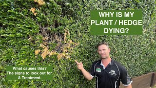 WHAT IS KILLING MY HEDGE  PLANT Cause signs amp treatment [upl. by Teiv]