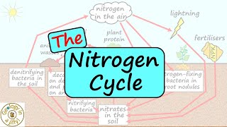 The Nitrogen Cycle [upl. by Maxey]