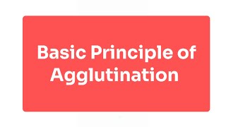 Explain Basic Principle of Agglutination [upl. by Yerag365]