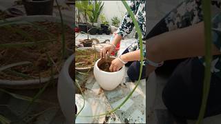 Lets grow nolina lolina palm ponytail palmchoti wala palm Viral short [upl. by Lamson]