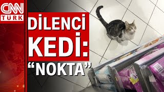 Sakat taklidi yaparak dilenen kedi Nokta [upl. by Westleigh]