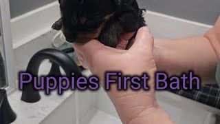 How To Bathe 2 Week Old Puppies [upl. by Inajna]