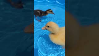 Happy baby ducks playing in swimming pool for the first time they are loving it ducklings ducks [upl. by Sicard743]