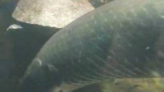 Huge Amazon River Fish  Arapaima Gigas [upl. by Latsyrc]