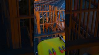 GTA 5  Saving quot Caged Deer From Gangster 😱 shorts ytshorts youtubeshorts [upl. by Sofer]