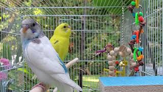 NEWThe BEST PARAKEETS SOUNDS 3 12 Hours for your birds to listen to with MUSIC [upl. by Acinorehs]