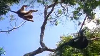 Ugandan Chimps Hunting  Life of Mammals  BBC Earth [upl. by Agnizn]