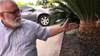 How to Prune a Sago Palm Cycas Revoluta [upl. by Nakre]