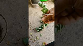 kalanchoe marnieriana terracegarde subscribe plants kalanchoemarnieriana succulents succulent [upl. by Ahtiek]