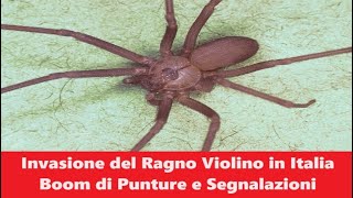 Invasione del Ragno Violino  Boom di Punture Morsi e Segnalazioni [upl. by Tterraj997]