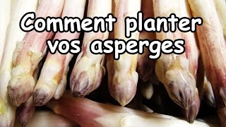 Réussir la plantation des Asperges blanches et vertes [upl. by Kolivas278]