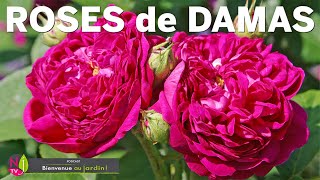 ROSIER DE DAMAS  SUPERBE BUISSON TRÈS DÉFENSIF AUX FLEURS GÉNÉREUSES DOTÉES D’UN PARFUM ENVOÛTANT [upl. by Natsirk]