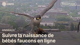 Une famille de faucons populaire à l’Université de Montréal [upl. by Nalro]