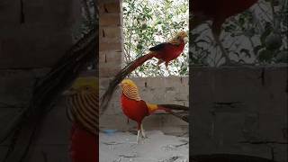 Wow Red golden pheasant 💕😘 animal motionanimalkingdombigbirdsloverszooland🤯😍 [upl. by Alleroif]