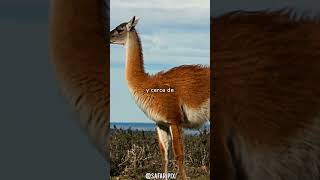 Datos curiosos que debes saber sobre los guanacos [upl. by Eldwen]