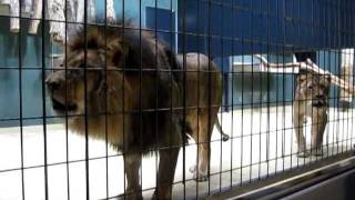 Lions Roaring at the Berlin Zoo [upl. by Naeerb]