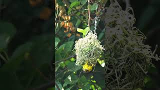 Blackheaded weaver Bird NATURE WEILDLIFE ANIMALS SONYA6700 4K SIGMA SIGMA600MM [upl. by Medrek]