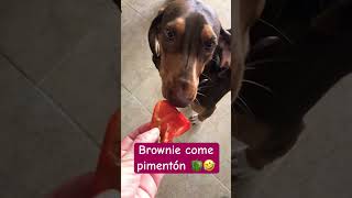 Brownie come pimentón 🫑 funnyanimals perros perrosgraciosos funnyanimals mascotasgraciosas [upl. by Amitie]