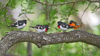 Pheucticus ludovicianus ROSEBREASTED GROSBEAK males females in migration 3030070 [upl. by Harriot570]