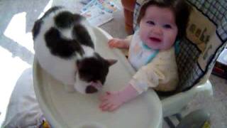 Cat Sucker Punches Baby [upl. by Vikki]