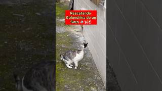 Ayudando Golondrina en Pęligro 🐦🐈 ⚠️ parte 1 [upl. by Oidiple210]