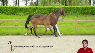 Unicum Eldorado van de Zeshoek TN x Chapeau TN [upl. by Mou]