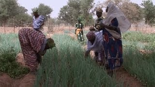 Lirrigation goutte à goutte au Burkina Faso [upl. by Aitat726]