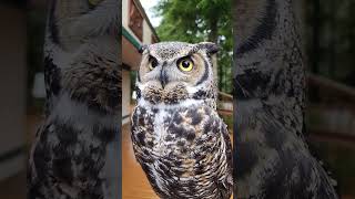 Owlisons Nictitating Membrane [upl. by Mayap]