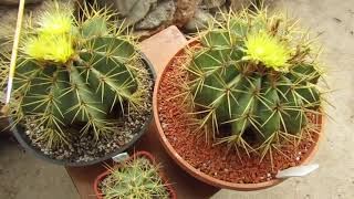 Ferocactus glaucescens [upl. by Khalil]