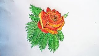 How To Draw a Beatiful Orange Rose Fast Drawing [upl. by Hynes]