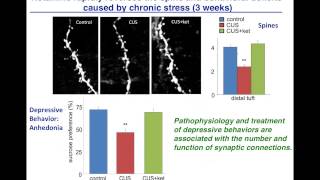 Neurobiology of Stress Depression and Antidepressants Remodeling Synaptic Connections [upl. by Anastasio427]