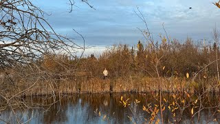 Canada Yellowknife Niven Lake Park [upl. by Ieluuk]