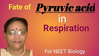 Fate of Pyruvic Acid in Respiration [upl. by Ientruoc]