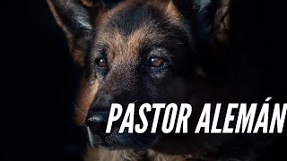 👉 EL MEJOR Sonido de PERROS ladrando fuerte PASTOR ALEMAN [upl. by Ashatan]