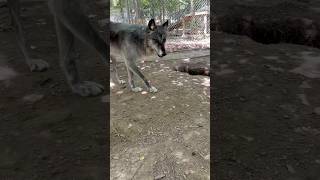 Wolf Dogs Can Be Skittish dog animals wildlife love nature pets wolf shorts [upl. by Lyell12]