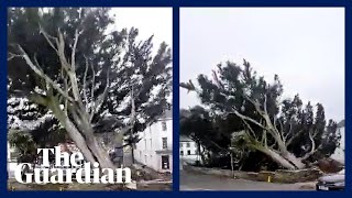 Storm Eunice brings down a large tree in Cornish town centre I caught that on video [upl. by Zechariah]