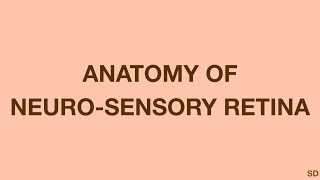 Retina Session 02 Anatomy of Neurosensory Retina [upl. by Noraed]