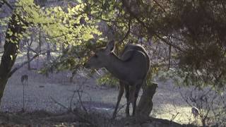 SONY FDRAX700 4K Sample test video  XAVCS 4K HDR 24P NARA deer  FDRAX700撮影テスト：奈良の鹿 [upl. by Horter710]