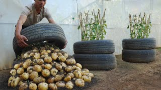 What a pity if you dont know about this method of growing potatoes in tires Large many tubers [upl. by Hovey664]