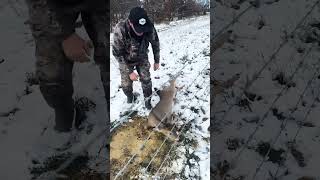 Poor deer 😭 🙏 deer viral help [upl. by Luapnaej785]